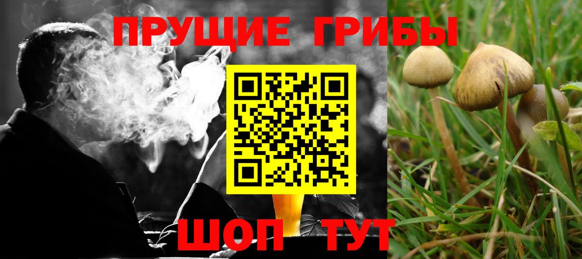 Сургут  Галлюциногенные грибы Cubensis  Вход с VPN 